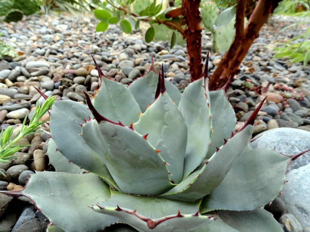 Agave parryi 'J.C. Raulston' (1280x960)