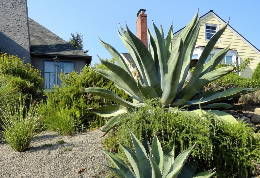 You CAN grow agaves in Portland, Oregon