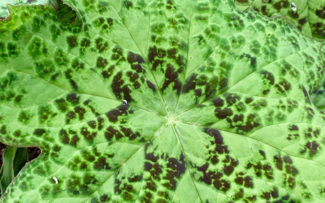 plant lust list: Podophyllum ‘Spotty Dotty’