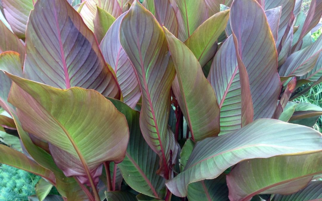plant lust list: Canna musafolia