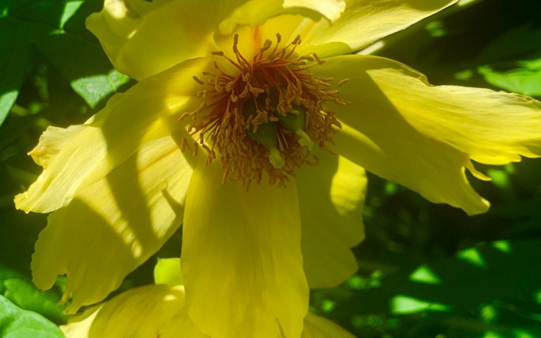open garden season: Hardy Plant Society of Oregon