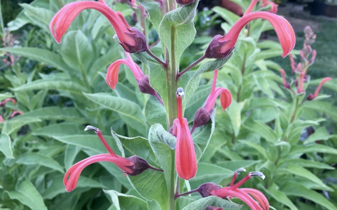 plant lust list: Lobelia tupa aka Devil’s Tobacco