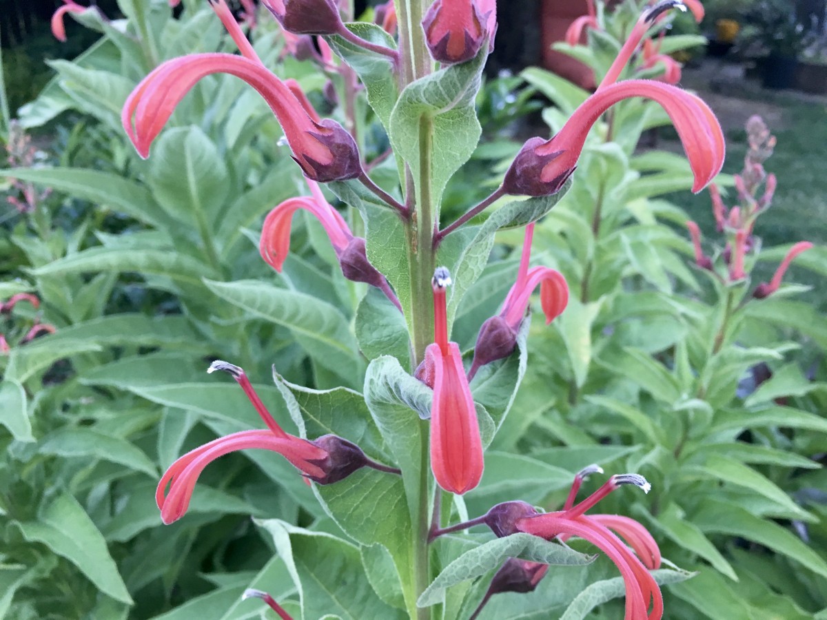 organic non gmo tobacco Tobacco Seeds - Ohio Dutch
