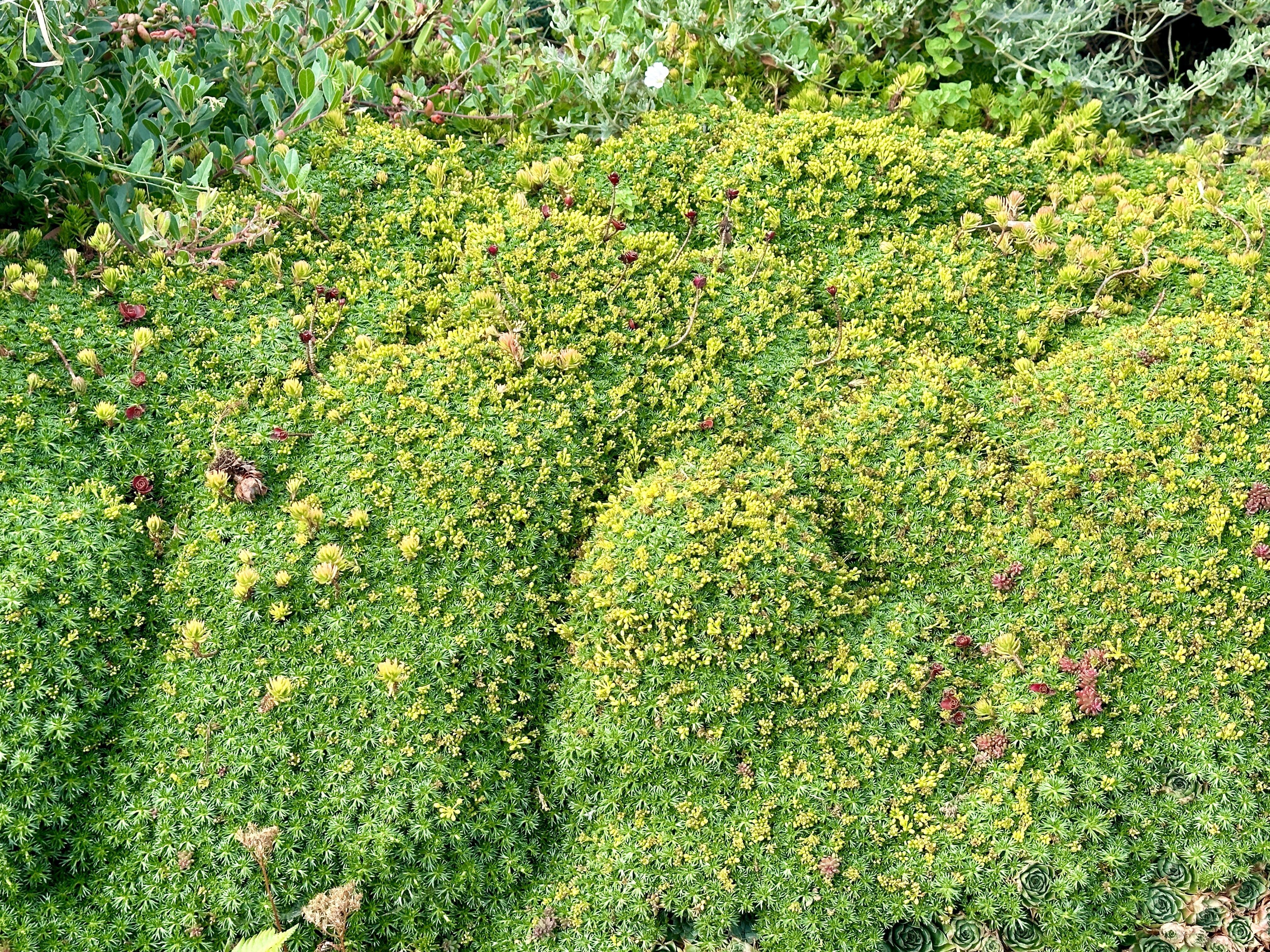 Seriously mat forming Azorella trifurcata. It's springy.