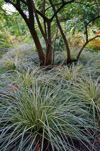 The evergreen plant Carex oshimensis 'Evergold' planted en masse under a tree