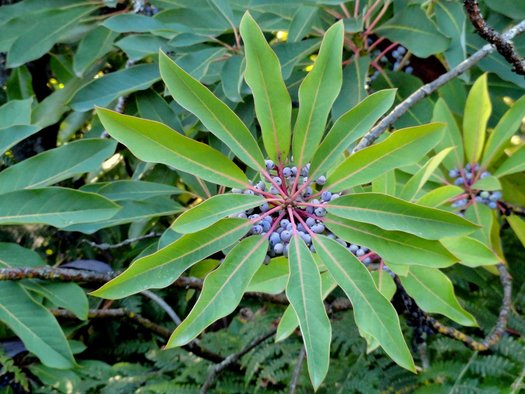 Daphniphyllum macropodum palmate leaves and blue fruit on an evergreen plant