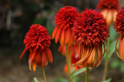 Echinacea 'Hot Papaya' flowers in shades of red planted in groups in the landscape. 