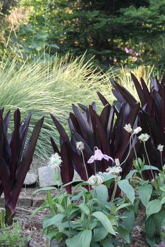 The dark foliage of a large grouping of Eucomis comosa 'Sparkling Burgundy' plants in the landscape.