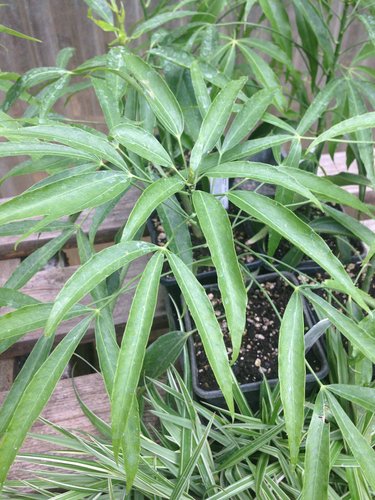 Metapanax delavayi 'Stout' broadleaf perennial plant 