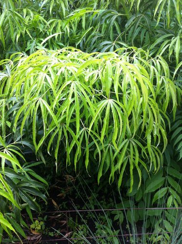 Metapanax delavayi broadleaf perennial from Plant Lust.