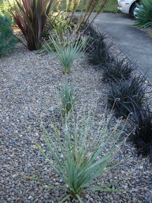 Large quantities of the plant Ophiopogon planiscapus 'Kokuryu' Black Mondo Grass in a gravel garden landscape.