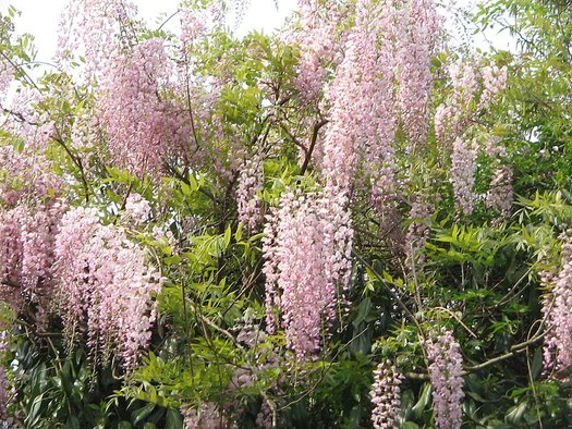 Wisteria floribunda 'Rosea' vine with pink flowers - a large flowering vine to plant in the garden 
