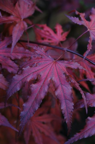 Close up of foliage on an oak shaped leaf in rich shades of purple.