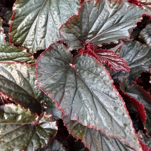 Close up of veined lancet-shaped leaves in glossy black edged in dark red. 