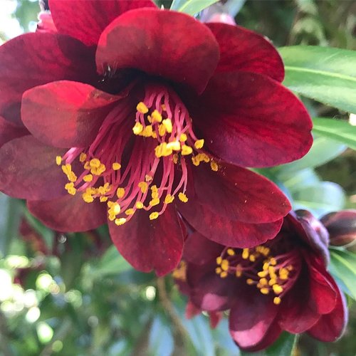 Close up of dark burgundy red flowers with yellow tipped anthers.