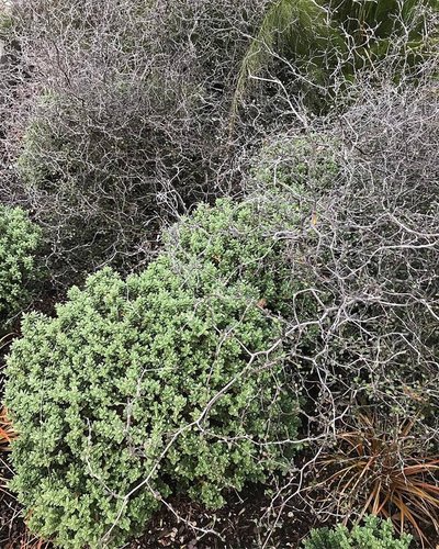 Goth looking spindly bare silver branches on low bush against green evergreen shrub.