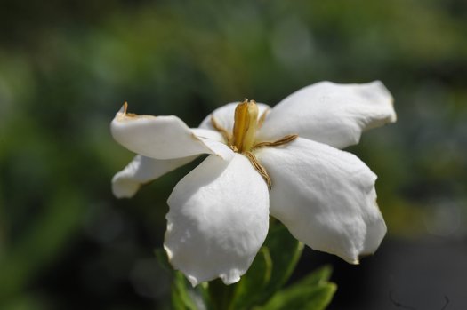 Close up image of the gardenia flower blossom on Kleim's Hardy Gardenia.
