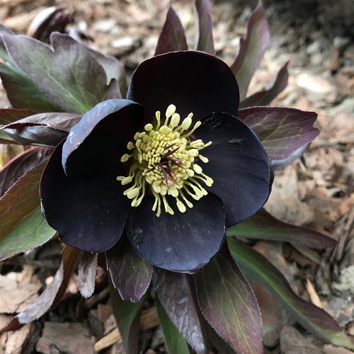Close up of single black-purple flower with pale yellow anthers and dark greenish-black foliage. 
