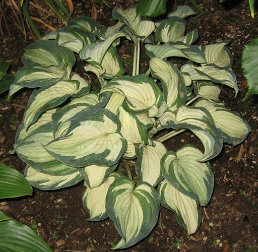 A birds-eye view of plant with large ruffled leaves that are nearly white and edged in dark green.