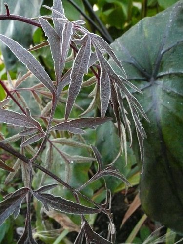 Detail of fine, spidery black foliage against a large dark green leaf.