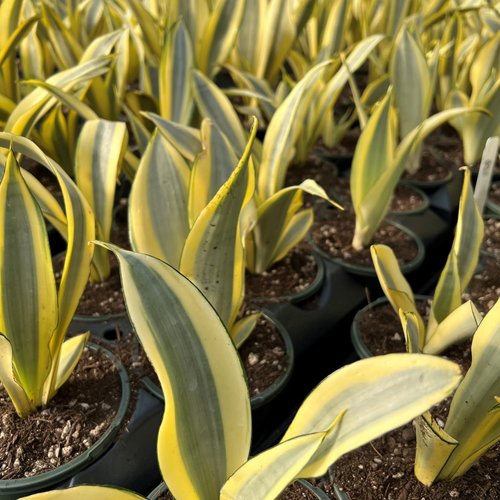 A close up of a table of nursery starts containing a collection of upright lancet-leaved plants in yellow and chartreuse stripes. 