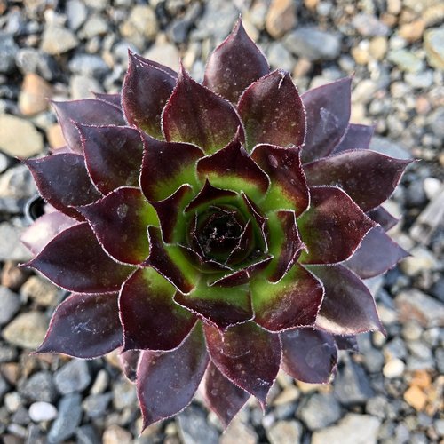 Close up of single rosette-shaped plant in dark burgundy with chartreuse center planted in gravel.
