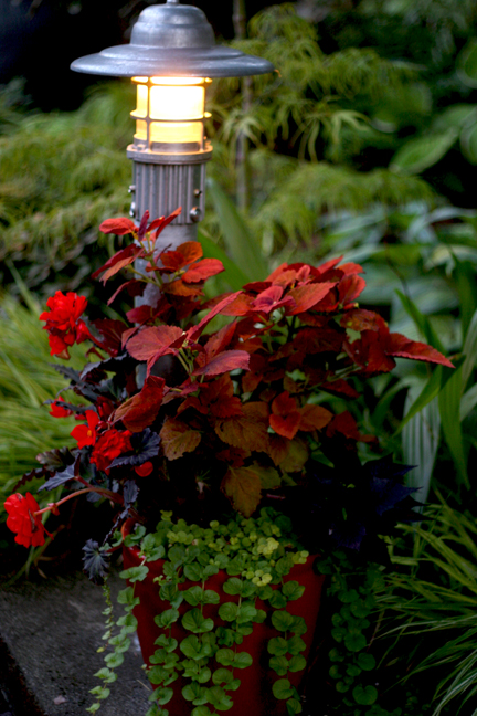 A dark leaved plant with dark red flowers in a lush garden at dusk with landscape light.