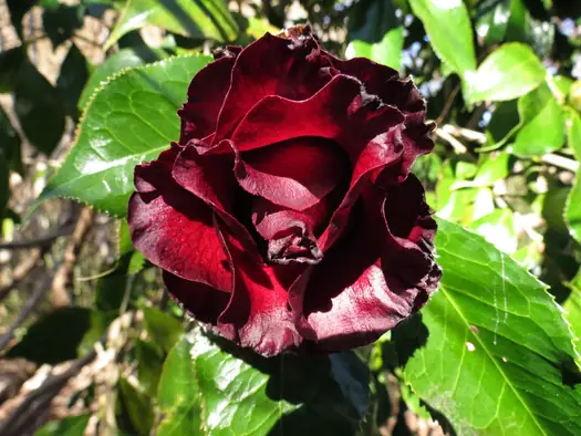 Close up of blackish red flower against shiny green leaves.