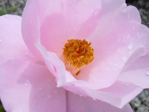 Close up of pale pink flower with yellow stamens.