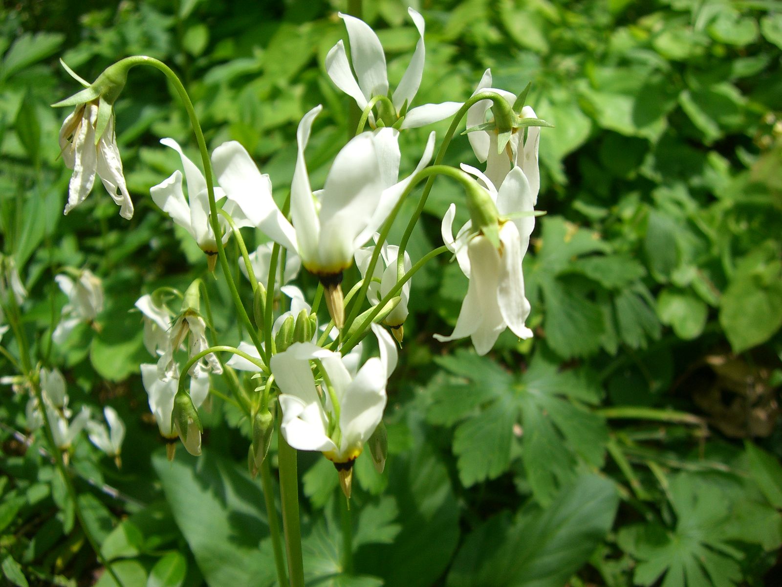 Cluster of white pendulous flowers against light green flowers.