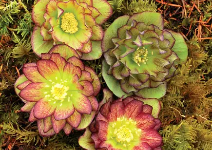 Close up of rosette shaped flowers in shades of chartreuse and yellow and plum