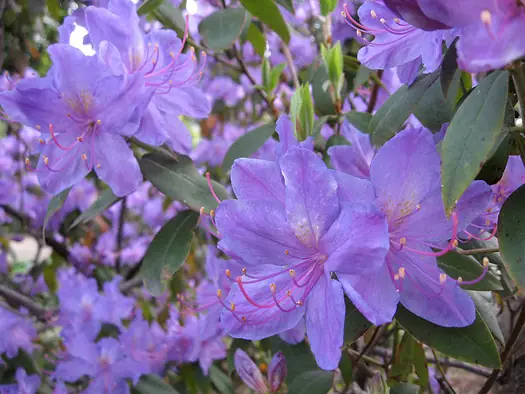 Glowing purple flowers with red stamens.