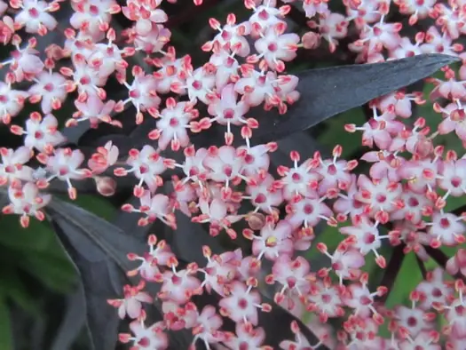 Cluster of star-shaped white flowers edged in dark pink.