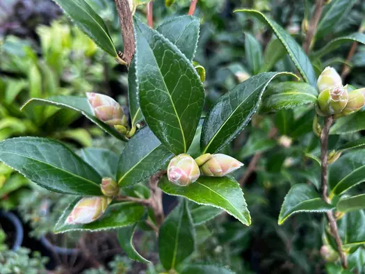 Pink flower buds against dark green glossy foliage