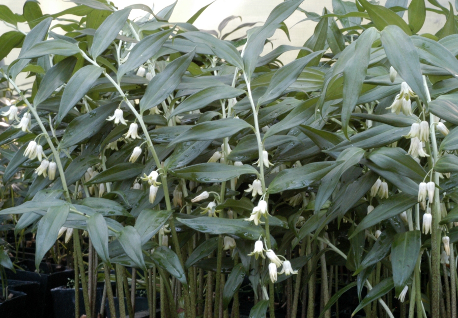 A large stand of upright plants with pendulous sprays of white flowers.