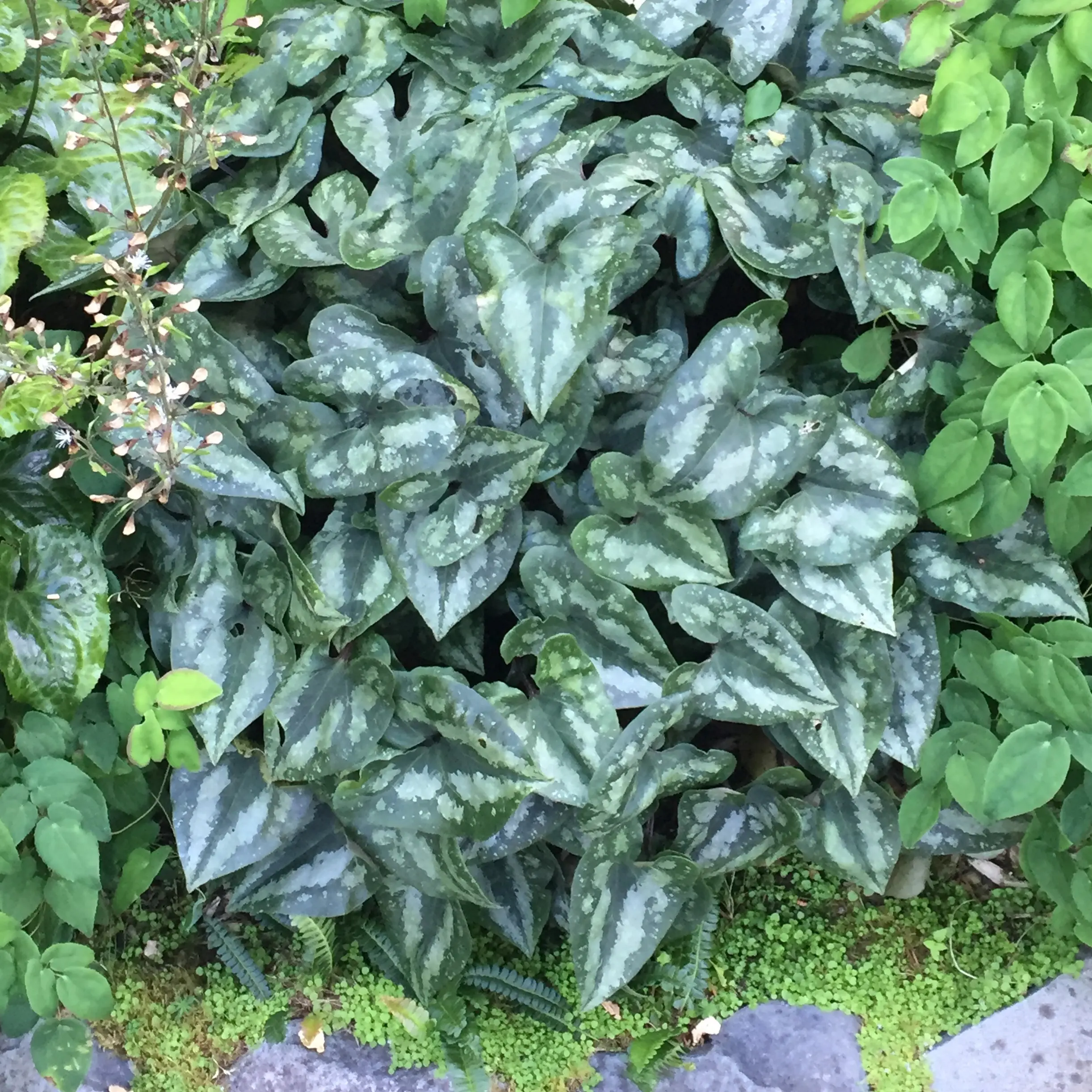 Grey green spotted lancet shaped leaves.