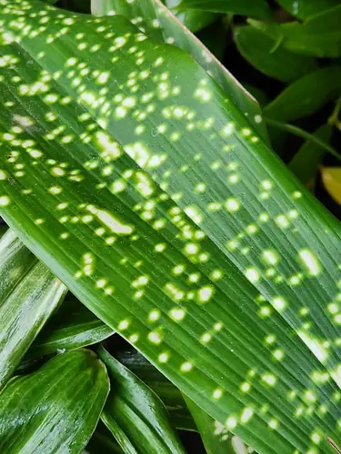 flat green leaf covered in yellow spots