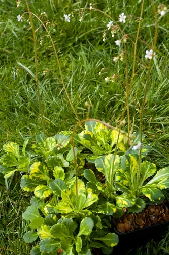 Groundcover plant spotted in bright yellow.