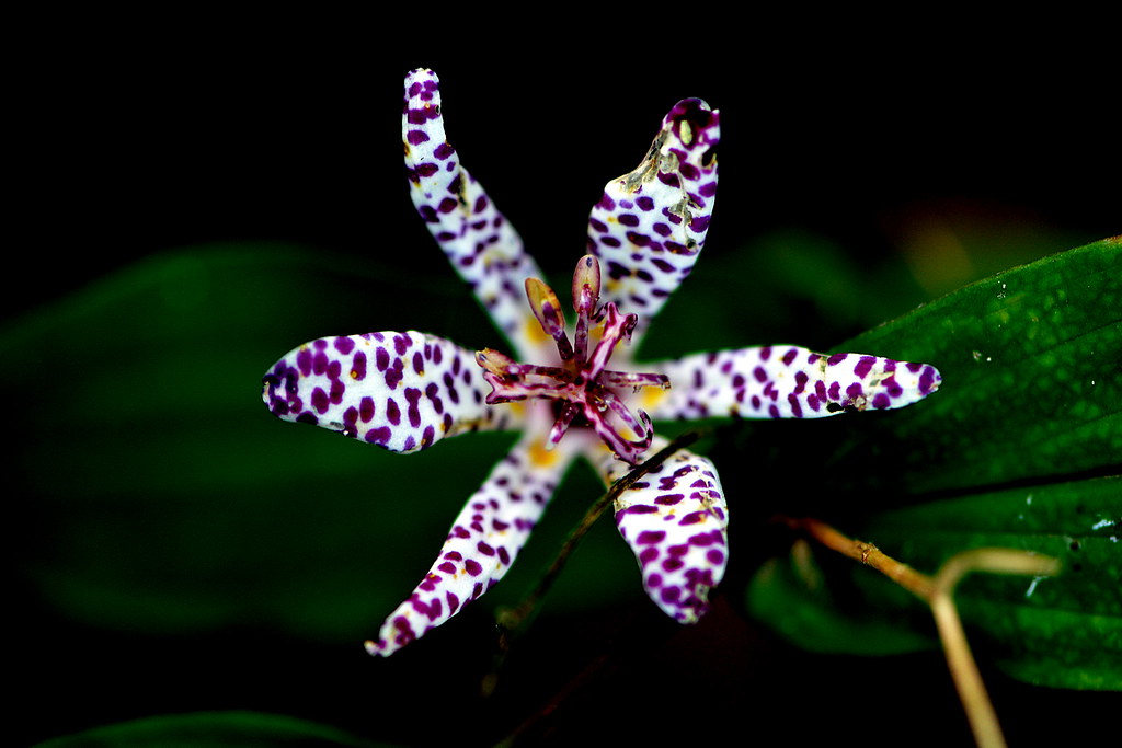 Close up of white orchid-like flower speckled with purple.