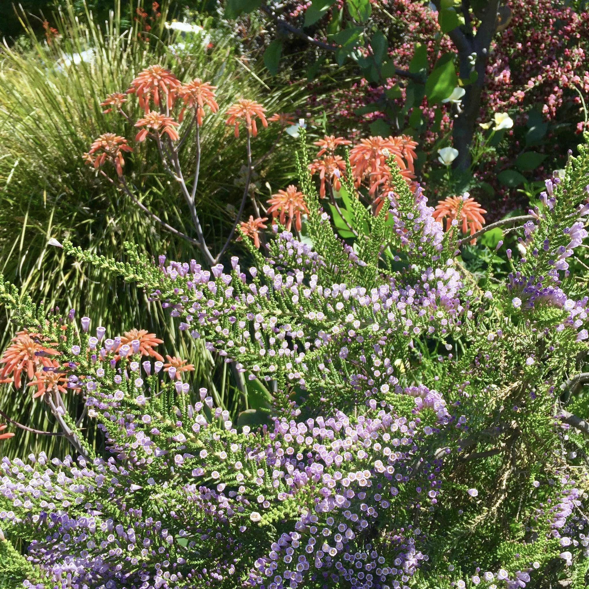 Discover the Wonders of Waltzing Matilija Nursery: Unique Plants to Transform Your Garden