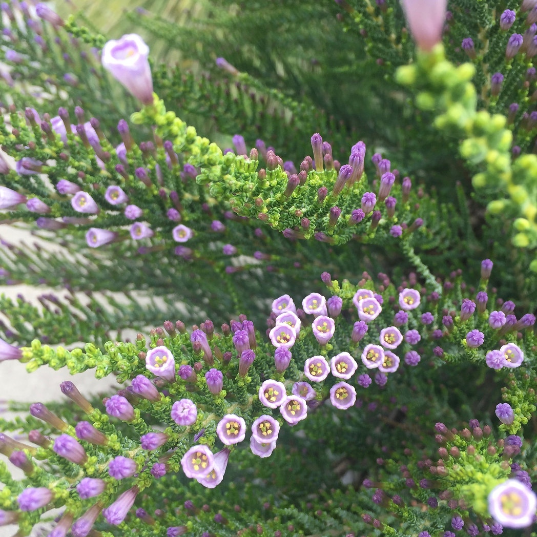 Close up of plumed plant dotted with purple flowers.
