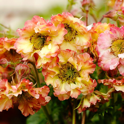 Close up of cluster of ruffled yellow flowers outlined in peach.