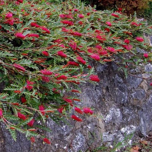 evergreen groundcover with red flowers spilling over stone wall