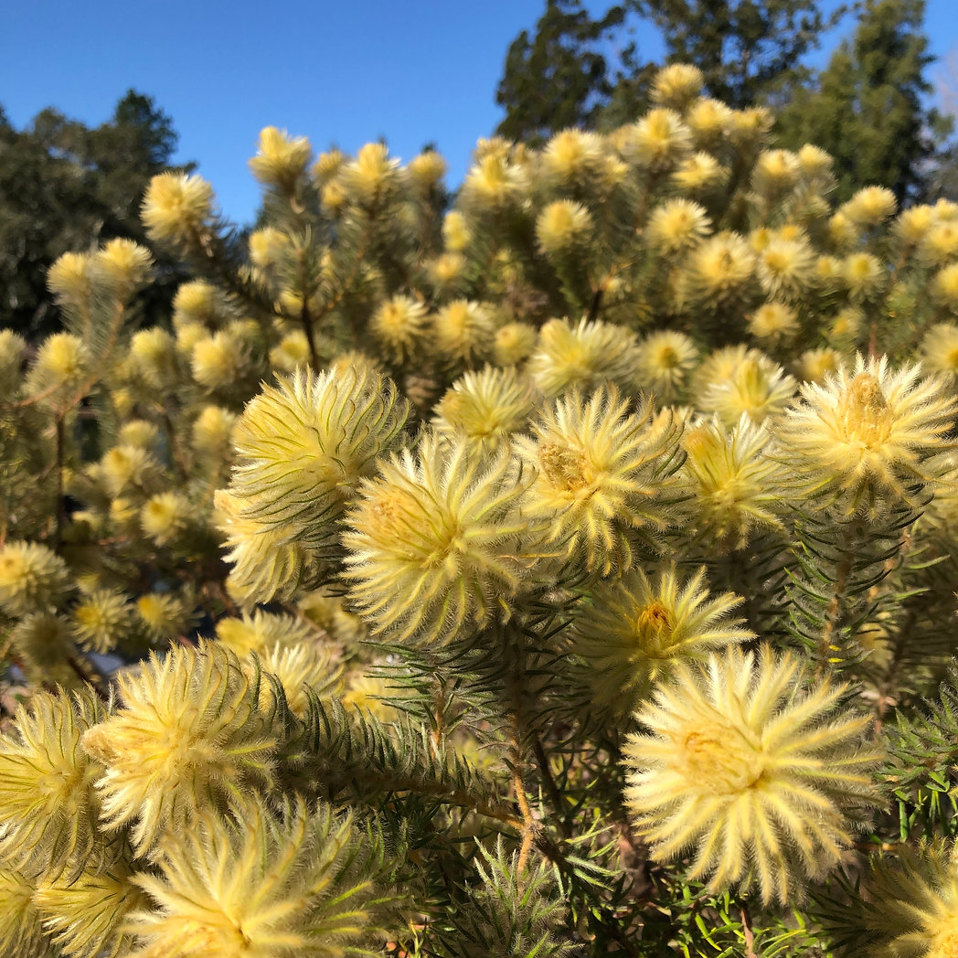 Photo of several yellow feathery flower heads.