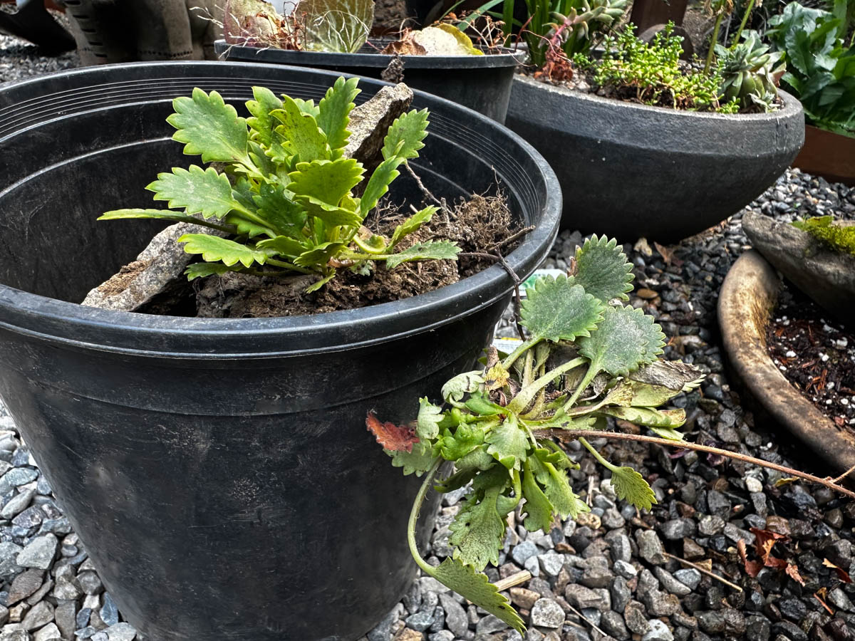 Repotting Saxifraga x geum 'Dentata' 