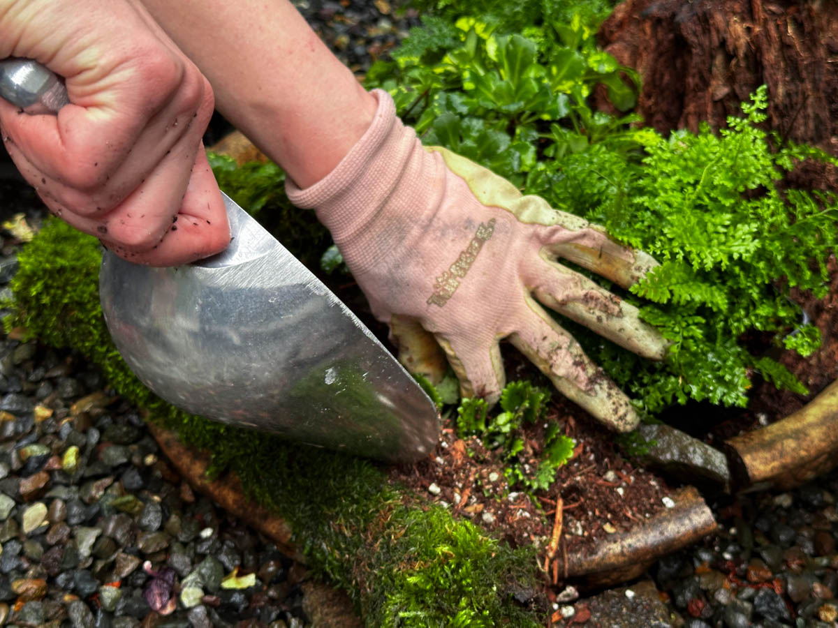 Backfilling soil around tiny plants in planter