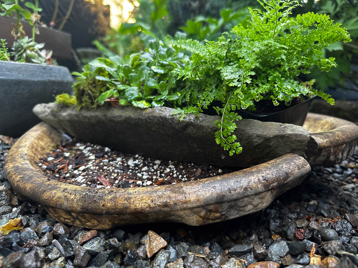 broken birdbath with flagstone placed at the height of plants