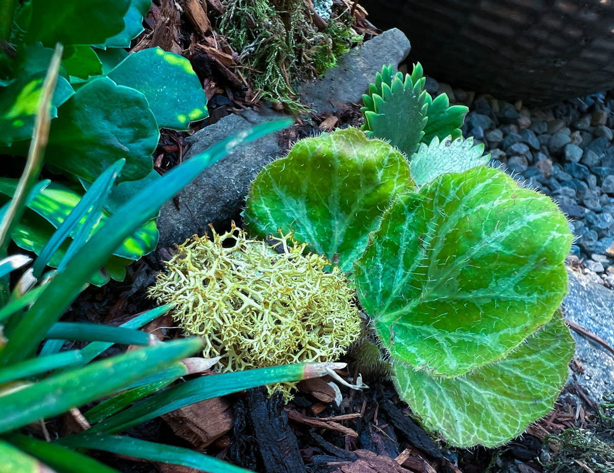 Saxifraga stolonifera