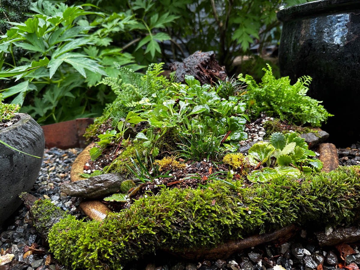 woodland birdbath planter with plants placed