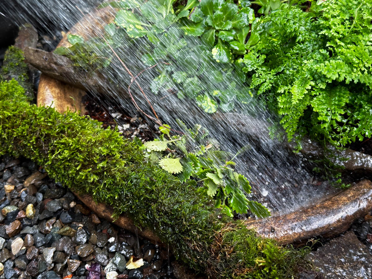 watering in birdbath planter